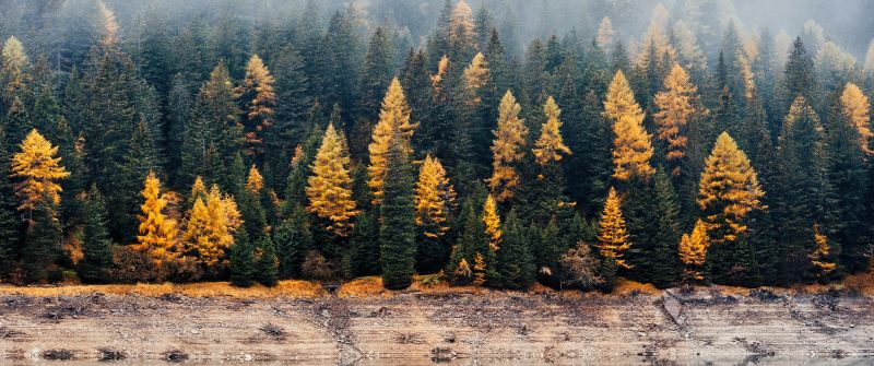 Forest, Reflection, Woods, Autumn, Lake, Foggy, Mist, Fall, 5K