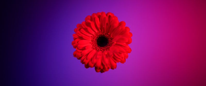 Red Gerbera Daisy, Gerbera flower, Red flower, Red Daisy, Gradient background, 5K, Girly backgrounds