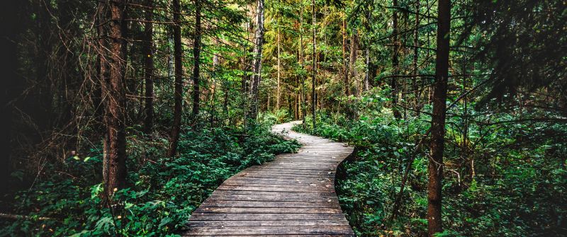 Forest, Pathway, Wooden path, Forest trail, Wilderness, Forest exploration, Nature trail, Enchanted Forest, 5K