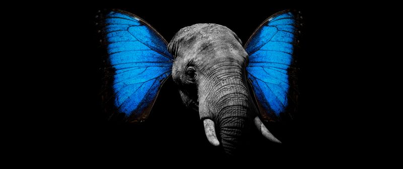 Elephant, Butterfly, Black background