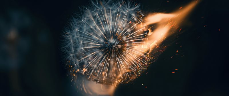Dandelion flower, Fire, Bokeh Background, 5K, Aesthetic