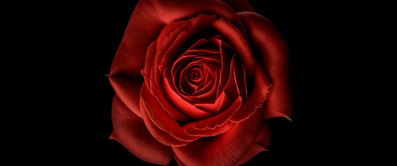 Red Rose, Red flower, Black background, 8K, 5K