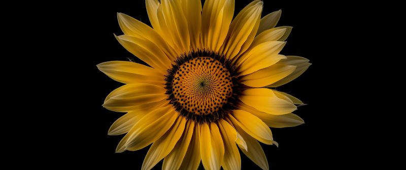 Sunflower, Yellow flower, Black background, 8K, 5K