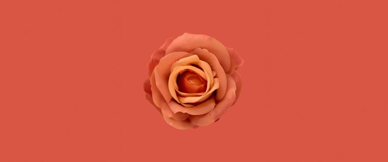 Orange flower, Orange Rose, Orange background, Orange aesthetic, 5K, 8K