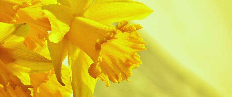 Daffodils, Yellow flowers, Yellow background, Blossom, 5K