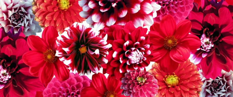 Dahlia flowers, Red flowers, Floral Background, Blossom