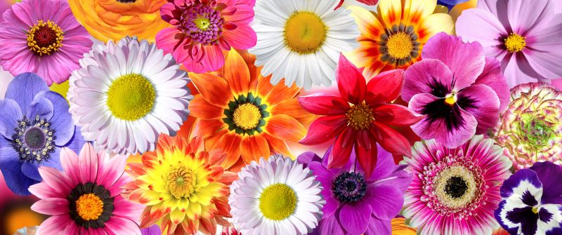 Daisy flowers, Floral Background, Colorful flowers, Spring flowers, Blossom