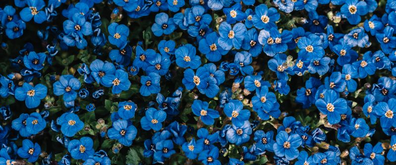 Blue flowers, Flower garden, Blossom, Spring, 5K