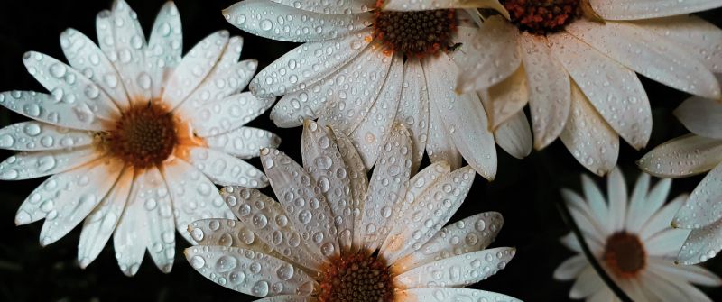 Daisy flowers, White flowers, Dew Drops, Water drops