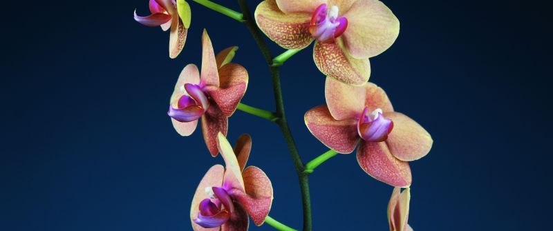 Orchid flowers, Blue background, Bloom, 5K, Aesthetic