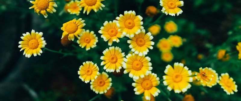 Daisy flowers, Yellow flowers, Blossom, Bloom, Pollen, 5K, 8K