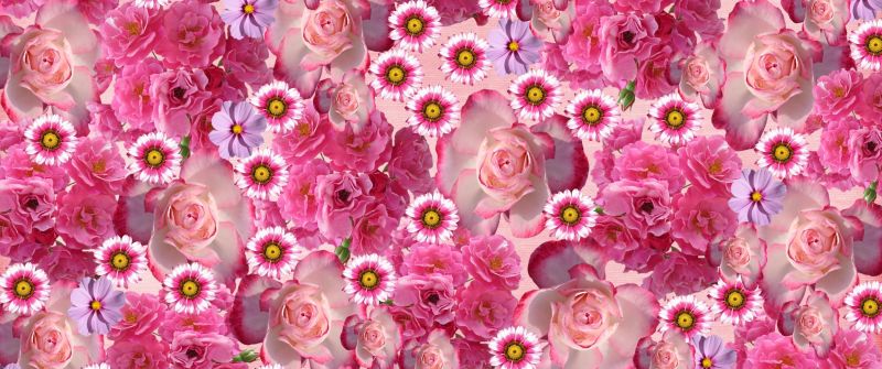 Rose flowers, Pink flowers, Rhodanthe, Daisy flowers, Floral Background