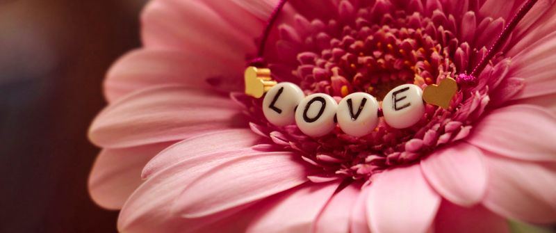 Love word, Gerbera flower, Pink gerbera, 5K