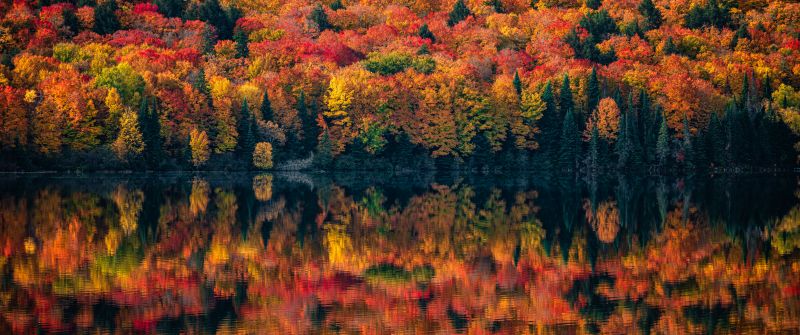 Algonquin Provincial Park, Ontario, Canada, Autumn, Maple trees, Lake, Foliage, 5K