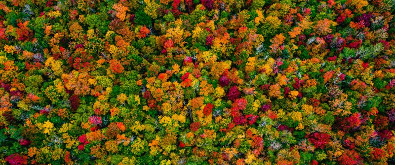Autumn Forest, Maple trees, Aerial view, 5K