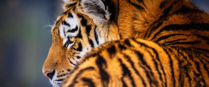 Siberian tiger, 5K, Amur tiger