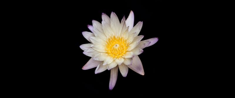 Water lily, Lily flowers, Black background, White flower, 5K, 8K