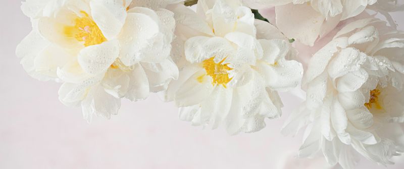 Peony flowers, White peonies, White flowers, White background, 5K