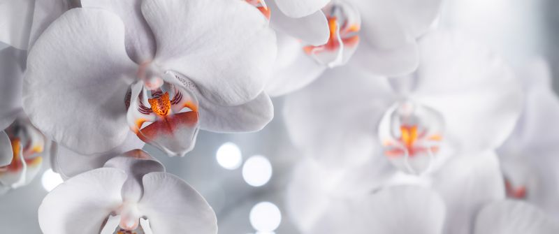 White Orchids, White aesthetic, Orchid flowers, Bokeh