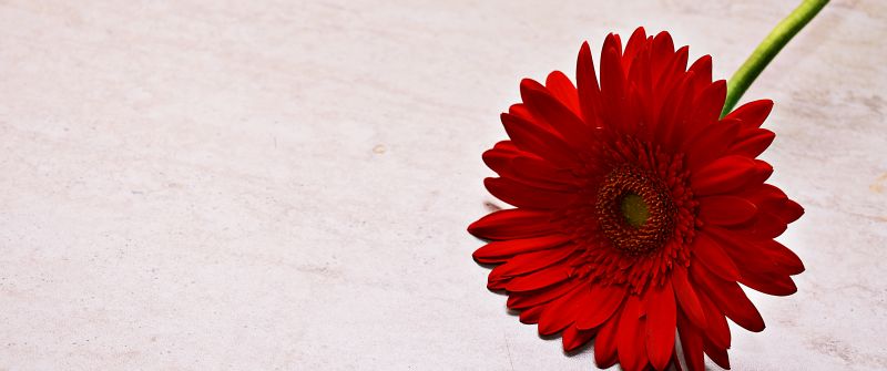 Red Gerbera Daisy, Daisy flower, Red flower, 5K