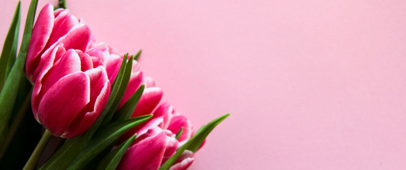 Pink Tulips, Pink background, 5K