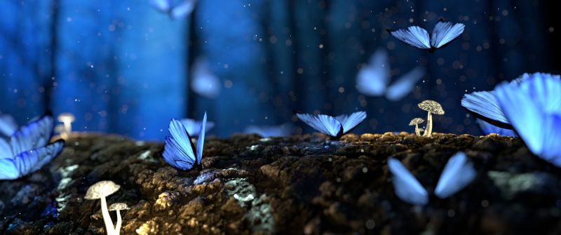 Butterflies, Mushroom plants, Macro, Forest, Bokeh