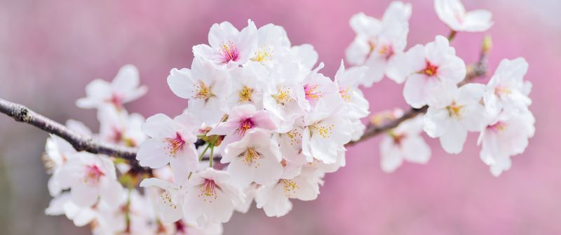 Cherry flowers, Cherry blossom, Spring, Pink flowers, 5K