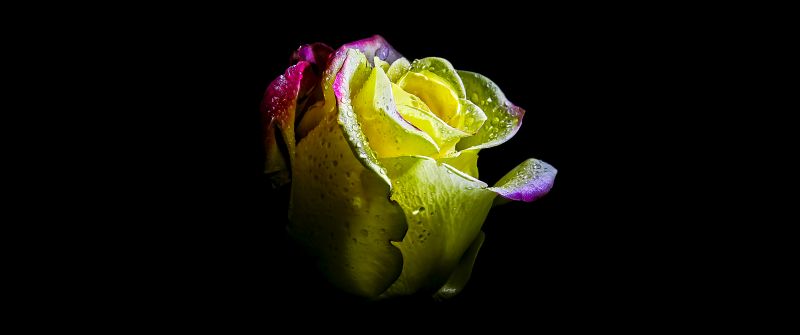 Rose flower, AMOLED, 5K, 8K, Black background