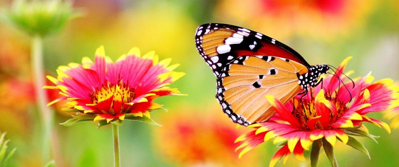 Butterfly, Pollen, Flower garden, Bokeh, Bloom, Blossom, 5K