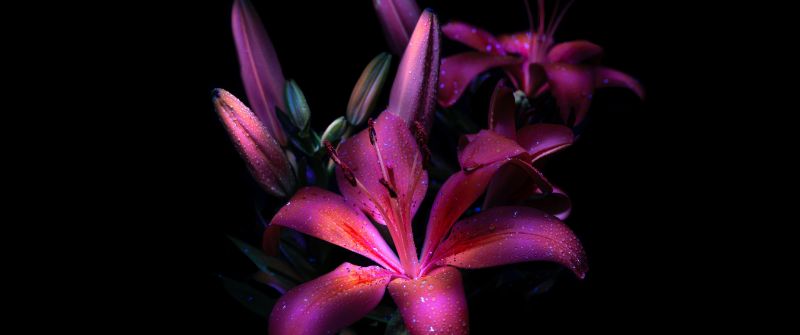 Purple lily, Dark aesthetic, Bloom, Glowing, 8K, Lily flowers, 5K