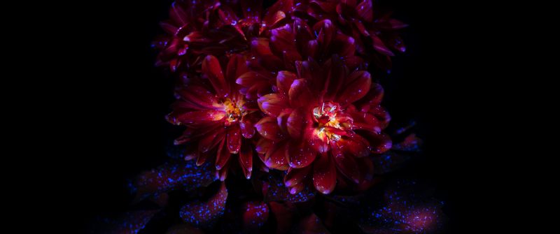 Chrysanthemum flowers, Dark aesthetic, Bloom, AMOLED, 8K, Black background, 5K