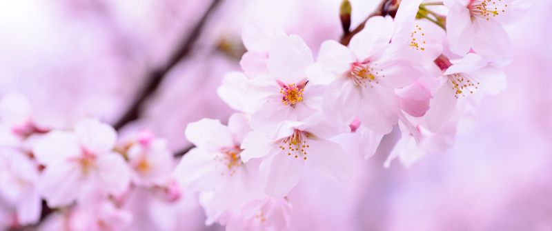 Cherry blossom, 5K, Cherry flowers, Spring, Pink flowers, Pink background