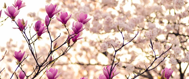 Magnolia flowers, Purple Flowers, Plant, Branches, Spring, Blossom, 5K