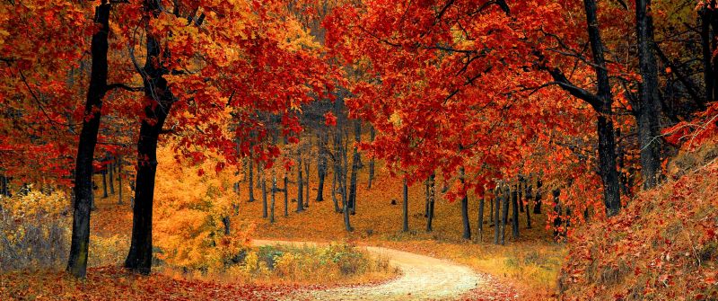 Autumn, Red leaves, Forest, Pathway, Scenery, Fall, Trees, Aesthetic