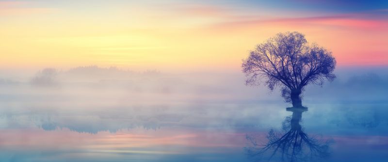 Lone tree, Scenery, Sunset, Reflection, Fog, Dusk, Aesthetic