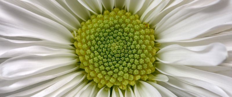 Daisy flower, Macro, White daisy, 5K