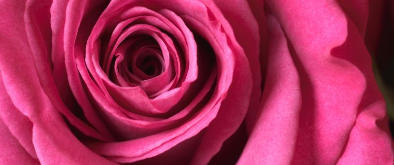 Pink rose, Macro, Bloom, 5K