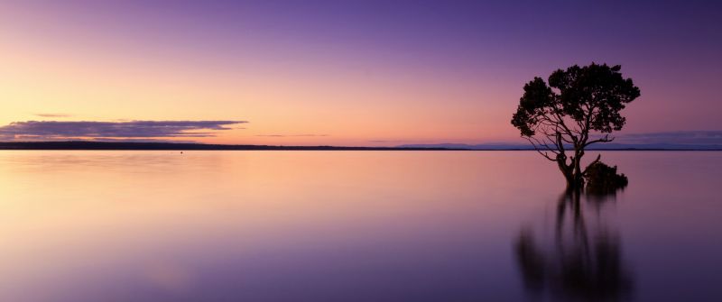 Lone tree, Sunset, Horizon, Dawn, Ocean, 5K