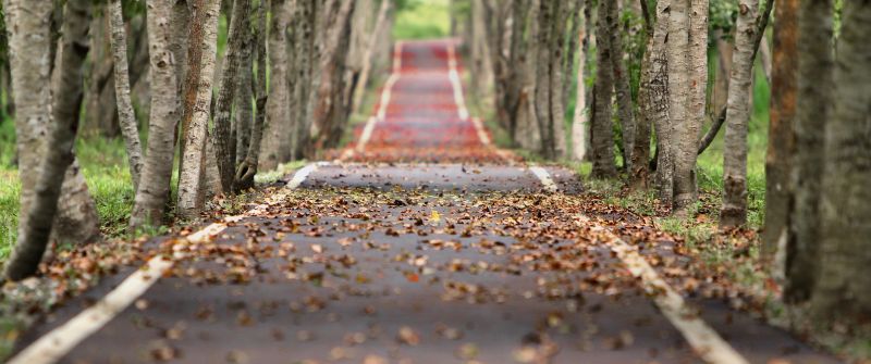 Fall, Trees, Road, Tarmac, Woods, Foliage, 5K