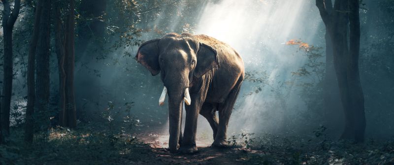 Elephant, Forest, Daylight, Woods