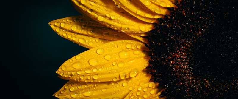 Sunflower, Black background, Rain droplets, Yellow