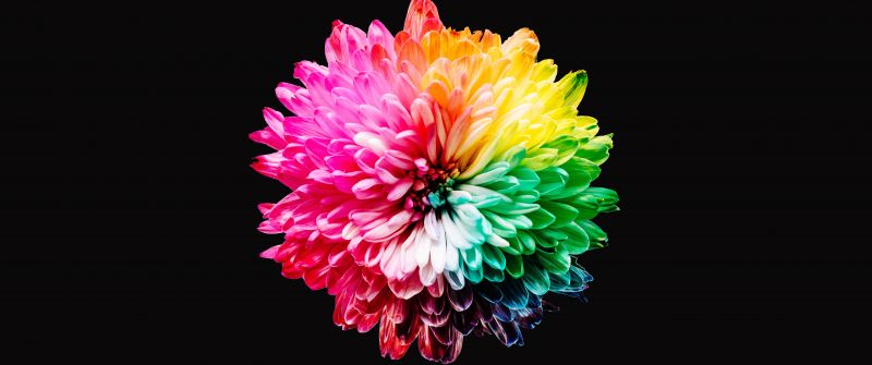 Colorful flowers, Multicolor, Black background, 5K