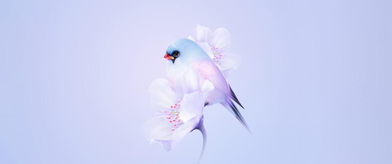 Cute bird, Cherry blossom, Blue aesthetic, Pastel background, Gradient background, HarmonyOS, Stock