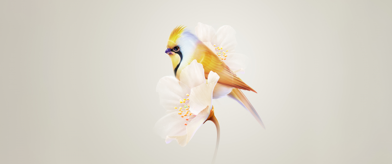 Pretty, Hummingbird, White flower, Yellow aesthetic, HarmonyOS, Stock