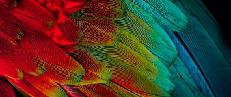 Parrot feathers, Colorful, 5K, Texture, Pattern