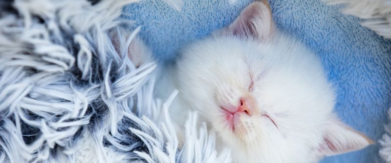 Cute Kitten, Sleeping, Furry, Adorable, White cat