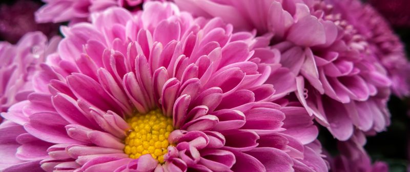 Chrysanthemum flowers, Bloom, Pink flowers, Blossom, Spring