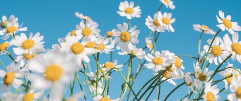 Chamomile flowers, Aesthetic, White flowers, Clear sky