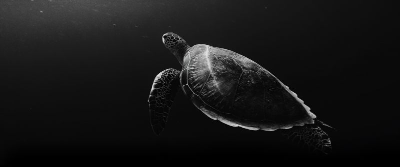 Sea Turtle, Under the Sea, Monochrome, Black and White