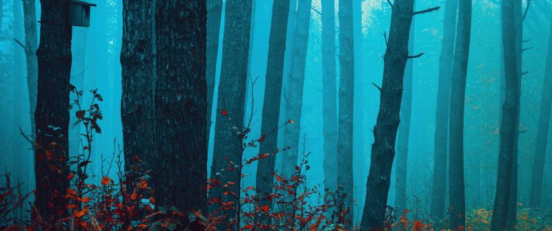 Foggy forest, Enchanting, Autumn Scenery, Mystical, Red leaves, Tranquility, Peace, Beauty, Serene